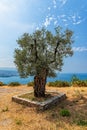 Olive tree with sea in the background Royalty Free Stock Photo