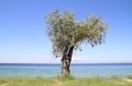 Olive tree by the sea Royalty Free Stock Photo