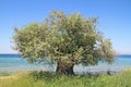 Olive tree by the sea Royalty Free Stock Photo