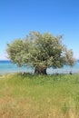 Olive tree by the sea Royalty Free Stock Photo
