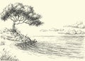 Olive tree on sea shore