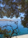 Olive tree at the sea