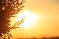 Olive tree silhouette at sunset, copy space Royalty Free Stock Photo