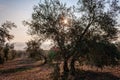 Olive tree silhouette to the evening Royalty Free Stock Photo
