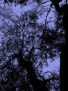 Olive tree silhouettes. Wood in black on blue background. Royalty Free Stock Photo