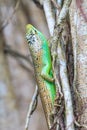 Olive Tree Skink Royalty Free Stock Photo