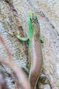 Olive Tree Skink Royalty Free Stock Photo