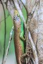 Olive Tree Skink Royalty Free Stock Photo