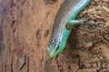 Olive Tree Skink Royalty Free Stock Photo
