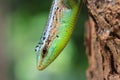 Olive Tree Skink Royalty Free Stock Photo