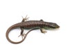 Olive tree skink on white background Royalty Free Stock Photo