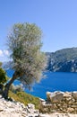 Olive tree on the slope of the island in the Aegean Sea Royalty Free Stock Photo