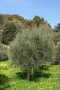 Olive tree in Spring season, Greece Royalty Free Stock Photo