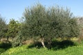 Olive tree in Spring season Royalty Free Stock Photo