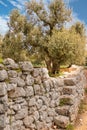 Olive tree and stone wall on a road in the Itria valley in Puglia Italy Royalty Free Stock Photo