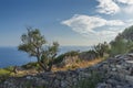 An olive tree, a stone wall and a view of the sea Royalty Free Stock Photo