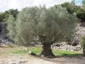 Olive Tree Royalty Free Stock Photo