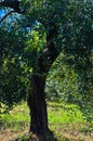 Olive tree on a sunny morning at mediterranean coast in Sithonia Royalty Free Stock Photo