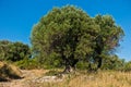 Olive tree on a sunny morning at mediterranean coast in Sithonia Royalty Free Stock Photo