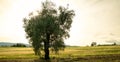 Single olive tree in backlight at sunset Royalty Free Stock Photo