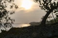 Olive tree and sunset.Vela Luka.Croatia.