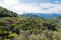 Olive tree terraces medicean oil trees