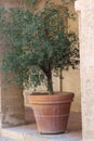Olive tree in terracotta pot Royalty Free Stock Photo