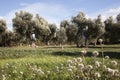 Field of Olive tree in Teruel