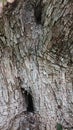 Olive tree textured bark background