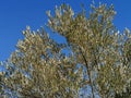 Olive Tree Top Leaves Branches Mediterranean Plants Vegetation Bright Blue Sky