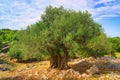 Olive tree trunk Royalty Free Stock Photo