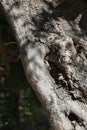 Olive tree trunk closeup in Greek garden Royalty Free Stock Photo