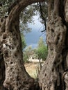 Olive tree trunk Royalty Free Stock Photo