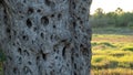 Olive tree trunk at sunset in autumn, background relief textured wood