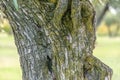 olive tree trunk texture with green and yellow lichen