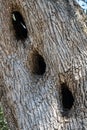 Olive tree trunk with three holes, Paxos, Greece Royalty Free Stock Photo