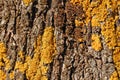 Olive tree trunk wood texture