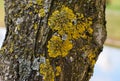 Olive tree trunk with yellow moss fungus. Royalty Free Stock Photo