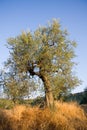 Olive tree in Tuscany Royalty Free Stock Photo