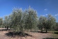 Olive tree in Tuscany Royalty Free Stock Photo