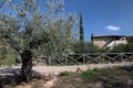 Olive tree in Tuscany Royalty Free Stock Photo