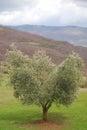Olive Tree, Tuscany Royalty Free Stock Photo