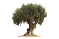 Olive tree with twisted trunk, isolated on white transparent background. Concept of nature Royalty Free Stock Photo