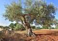 olive tree with a twisted trunk in an italian grove Royalty Free Stock Photo