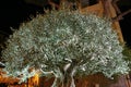 Olive tree under lamplights Royalty Free Stock Photo