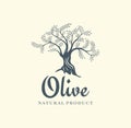 Olive tree vector logo design template for oil. Tree olive silhouette Royalty Free Stock Photo