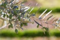 Olive Tree Among the Vines Royalty Free Stock Photo