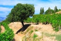 Olive-tree and vineyards Royalty Free Stock Photo