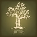 Olive tree on vintage paper. Olive oil. Vector olive tree. For labels, pack. Royalty Free Stock Photo