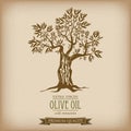 Olive tree on vintage paper. Olive oil. Vector olive tree. For labels, pack. Royalty Free Stock Photo